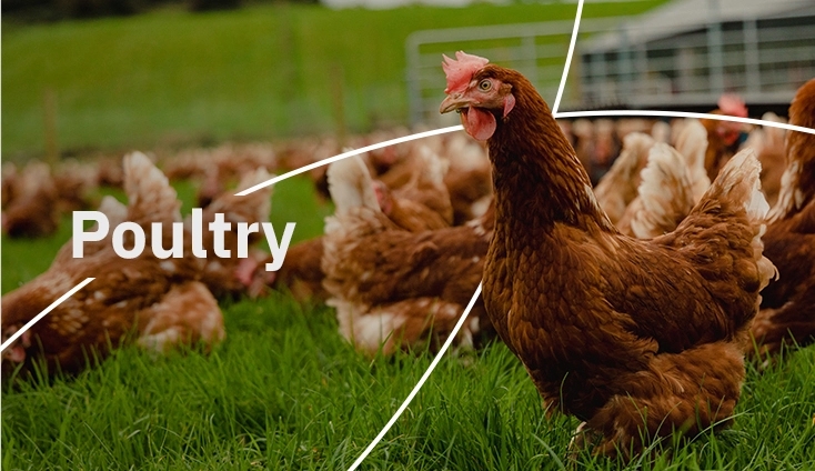 Picture for Poultry