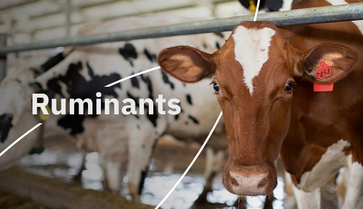 Picture for Ruminants