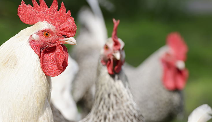 Poultry