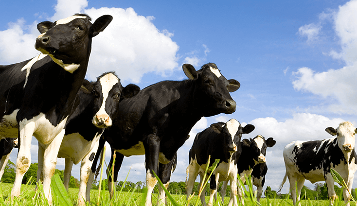 Ruminants Alltech