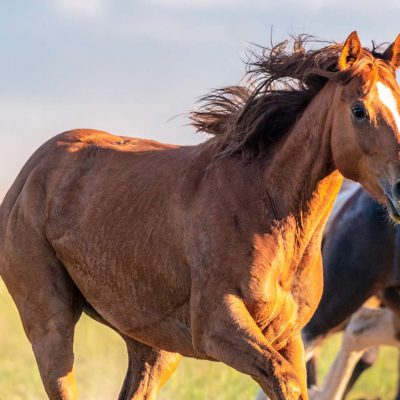 Four horses running through a field