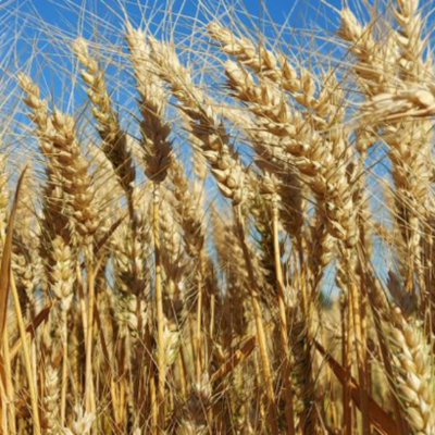Close up image of wheat crop in a field, against a blue sky backdrop