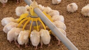 Alltech has released data from a new meta-analysis that results show positive effects of including Mycosorb on the performance, liveability, and environmental sustainability of broiler production.